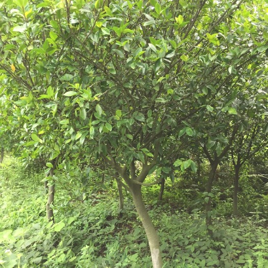 漳平市白花含笑 