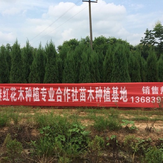 潢川县河南桧柏
