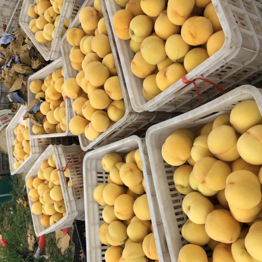 沂水县黄金蜜桃 65mm以上 4-5两