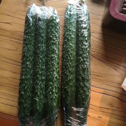 寿光市黄瓜种子