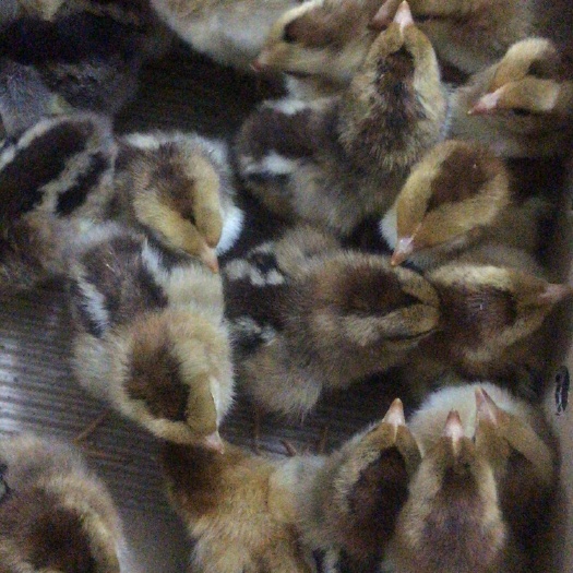 广州K9鸡苗 统货