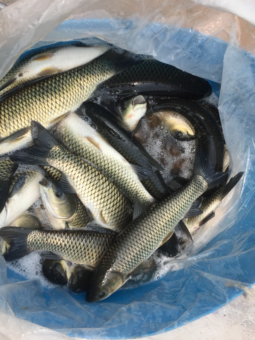 水库草鱼 人工养殖 1-1.5公斤