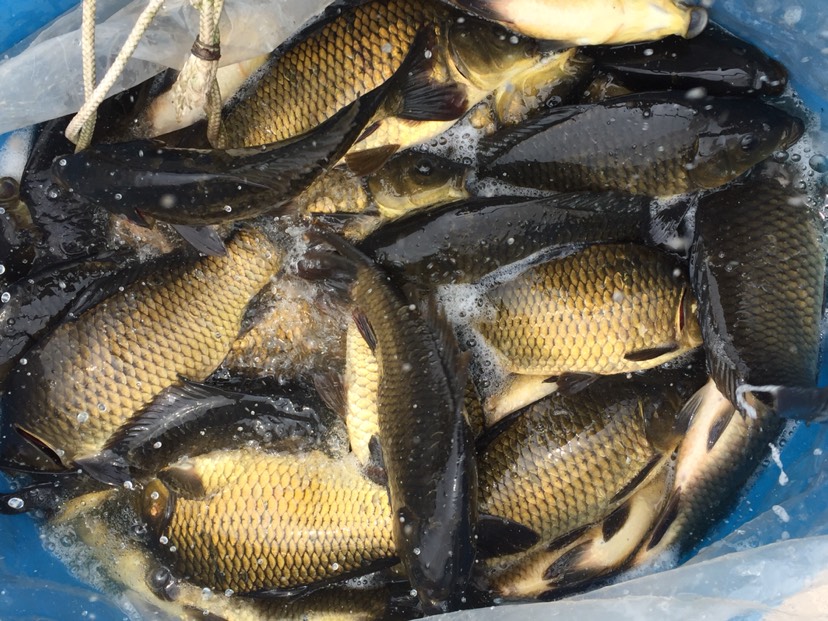 水库草鱼 人工养殖 1-1.5公斤