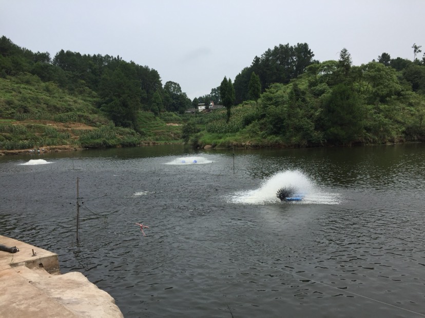 水库草鱼 人工养殖 1-1.5公斤