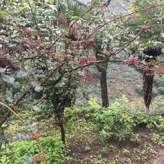 汉源县汉源花椒 鲜花椒 一级 