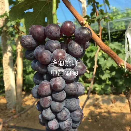 泰安巨峰葡萄苗 