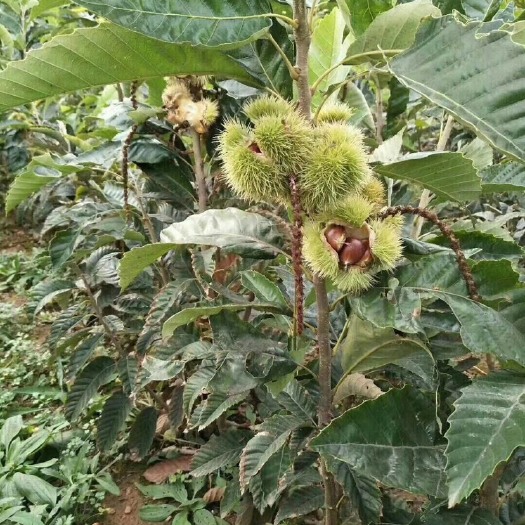 泰安泰山板栗苗 1~1.5米 嫁接苗 