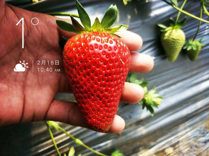 泰安甜查理草莓苗 地栽苗 20~30公分 