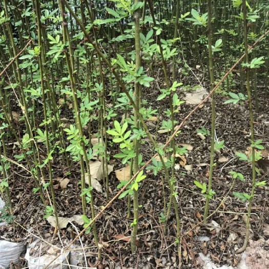 景东县九叶青花椒苗  ，不零售，产地直销，品质保证