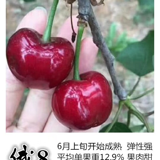 泰安俄罗斯8号樱桃苗 