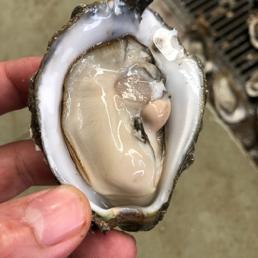 广州阳江生蚝 5-10只/公斤 人工养殖