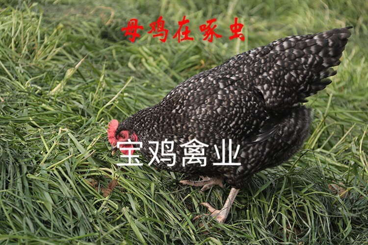 贵阳芦花鸡苗 