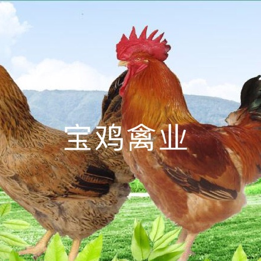 贵阳良凤花鸡苗 统货