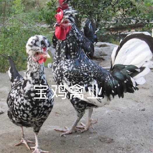 贵阳贵妃鸡苗 