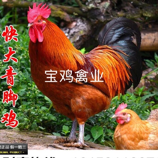 贵阳青脚麻鸡苗 公