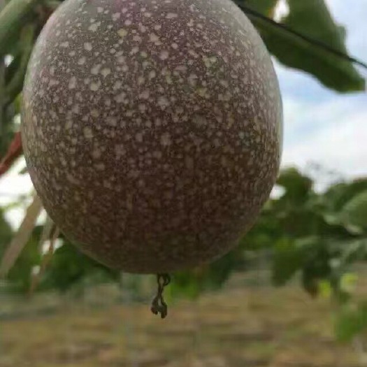 惠州满天星百香果苗 天王星百香果苗