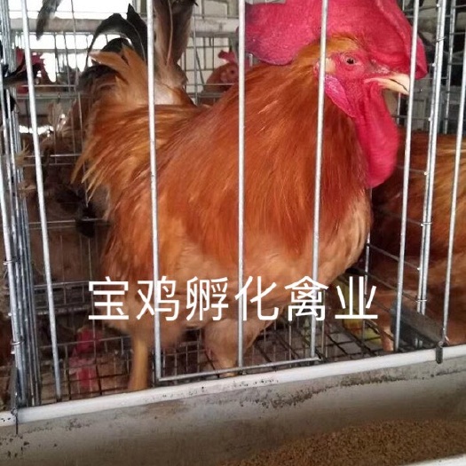 贵阳快大黄鸡苗 公