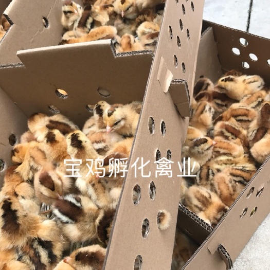 贵阳桂香土鸡苗 