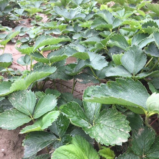 南通红颜草莓苗 地栽苗 10~20公分 