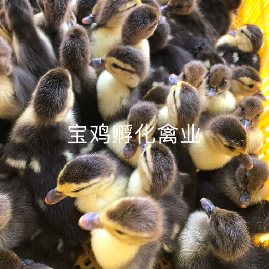 贵阳 黑番鸭苗