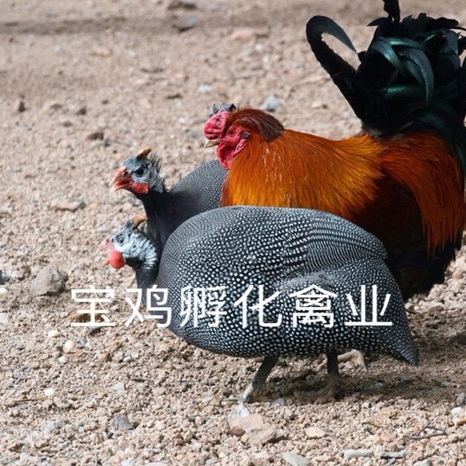 贵阳珍珠鸡苗 