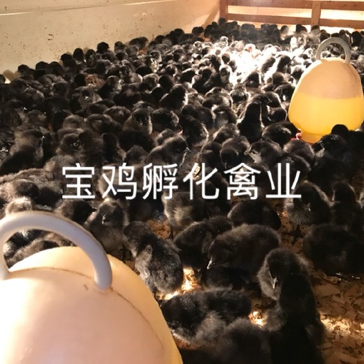 贵阳绿壳鸡苗 公