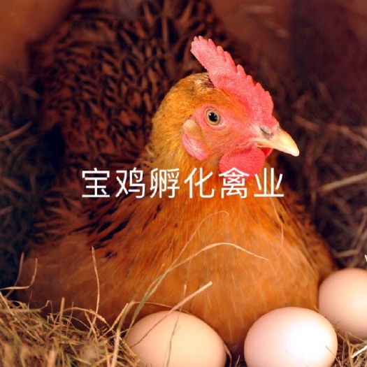 贵阳海兰褐蛋鸡苗 