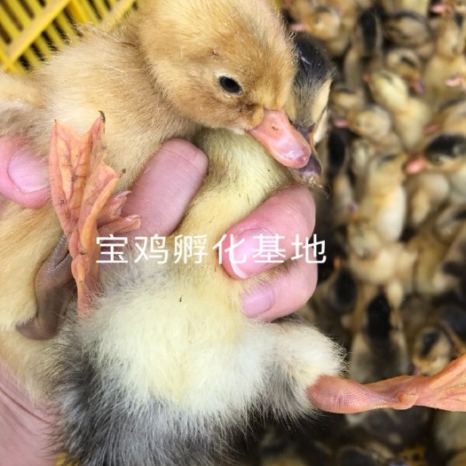 贵阳大种杂交鸭苗 