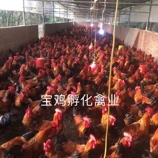 贵阳红瑶鸡苗 
