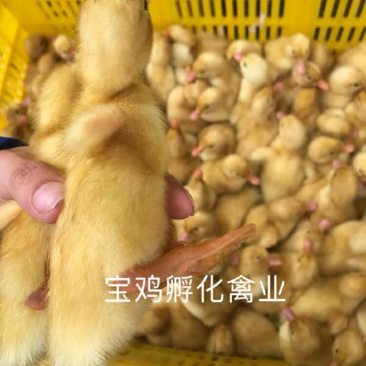 贵阳樱桃谷肉鸭苗 