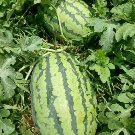 小富西瓜 有籽 红色 花皮