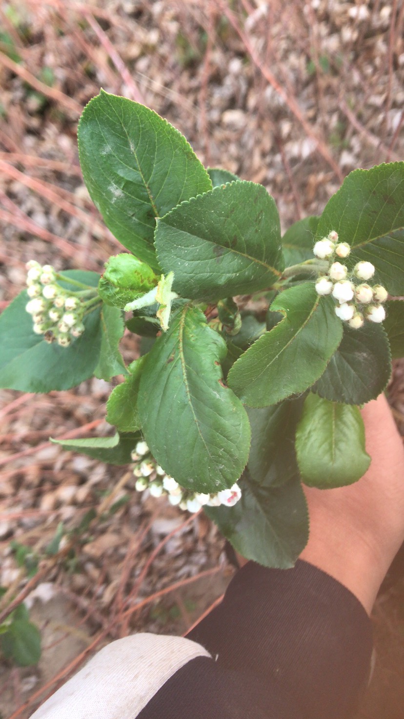 黑果花楸