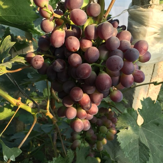 巨玫瑰葡萄 1.5- 2斤 5%以下 1次果