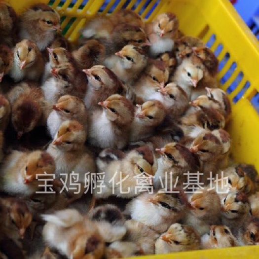 贵阳清远2号麻鸡苗 