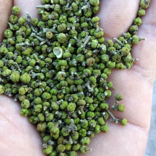河池 正宗中花吴茱萸，颜色绿，含量高，不开裂，