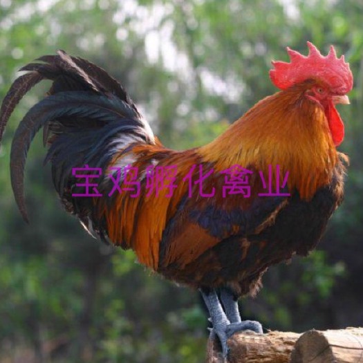 贵阳黑瑶鸡苗 公
