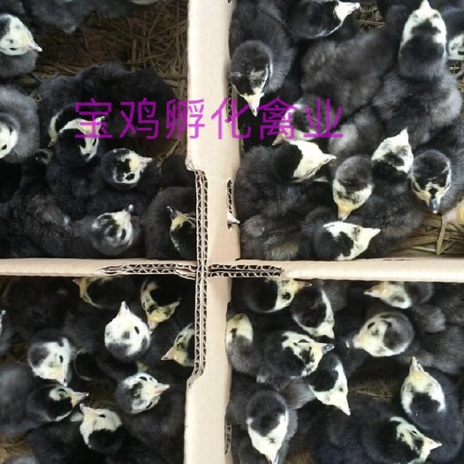 贵阳贝蒂娜火鸡苗 
