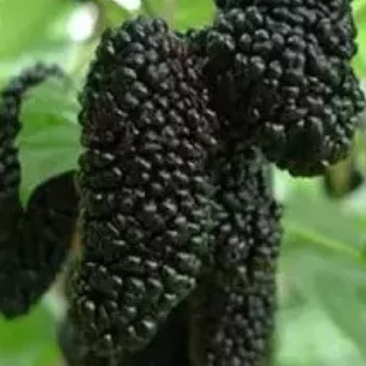 灵山县无籽十大果桑苗