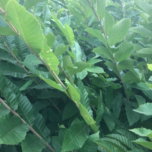 重庆市毛板红板栗苗 嫁接苗 0.5~1米 