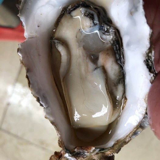 广州珠海生蚝 人工养殖 4-5两/只 