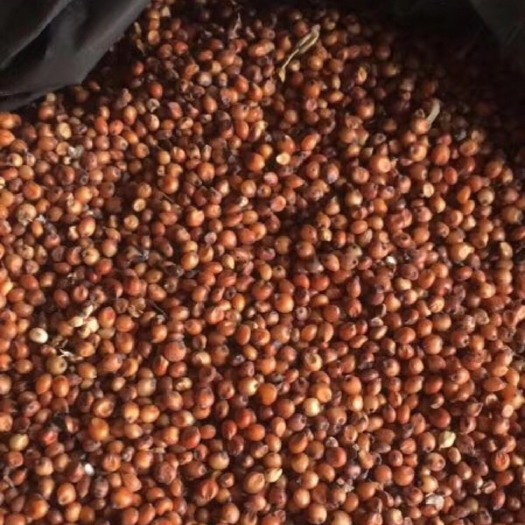 荆州美国高粱  质优价廉