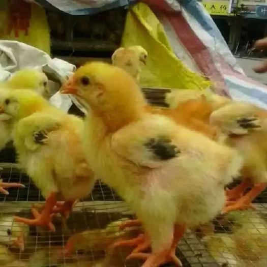 广州快大黄鸡苗 