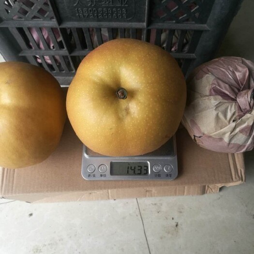 砀山县圆黄梨 90mm以上 300-350g