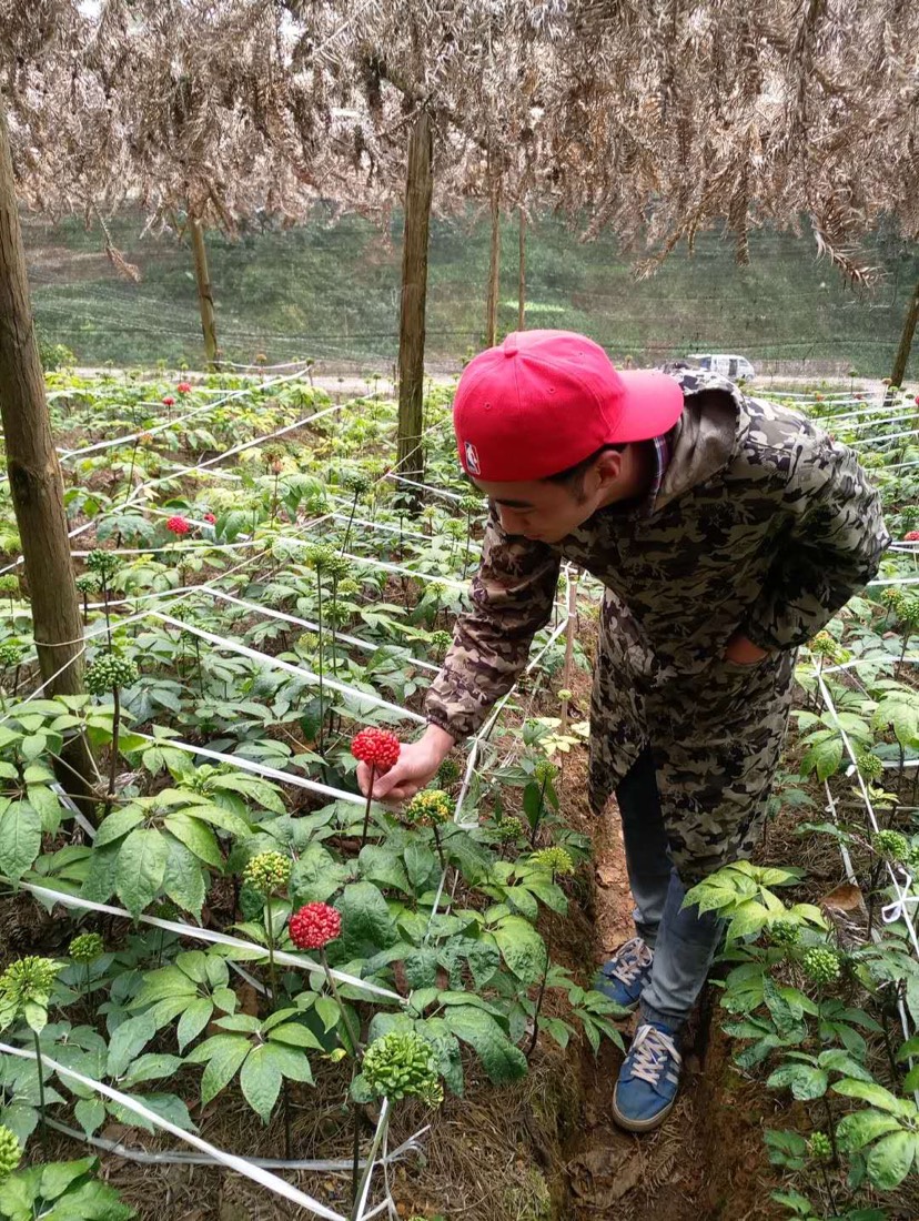 文三七  正宗云南文山春三七