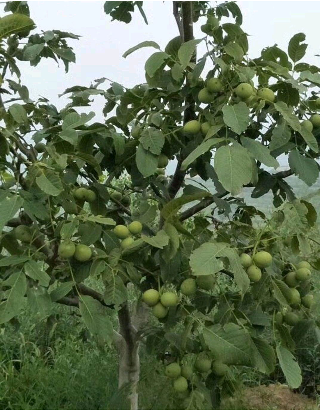 碧根果苗