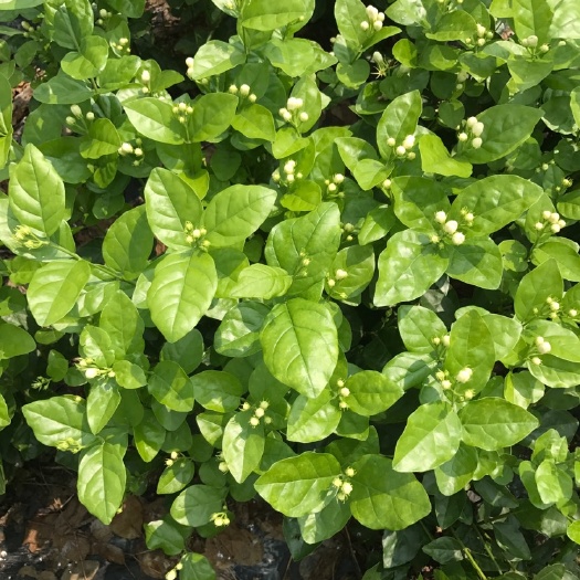 犍为县白色茉莉 精品茉莉盆摘以上市了 欢迎来选购