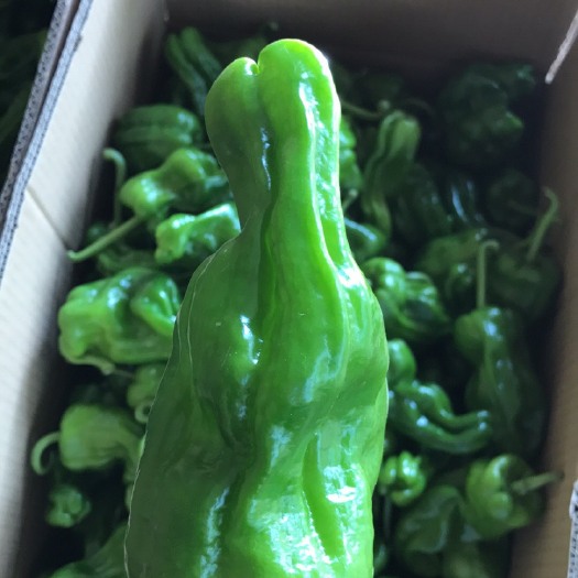五峰县芜湖椒 5~10cm 微辣 靑色