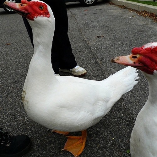 贵阳番鸭苗