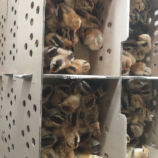 南宁红瑶鸡苗 母