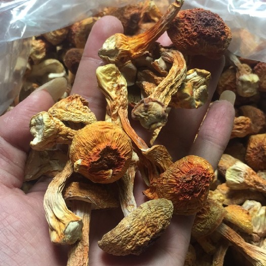 云南姬松茸巴西菇本色黄色